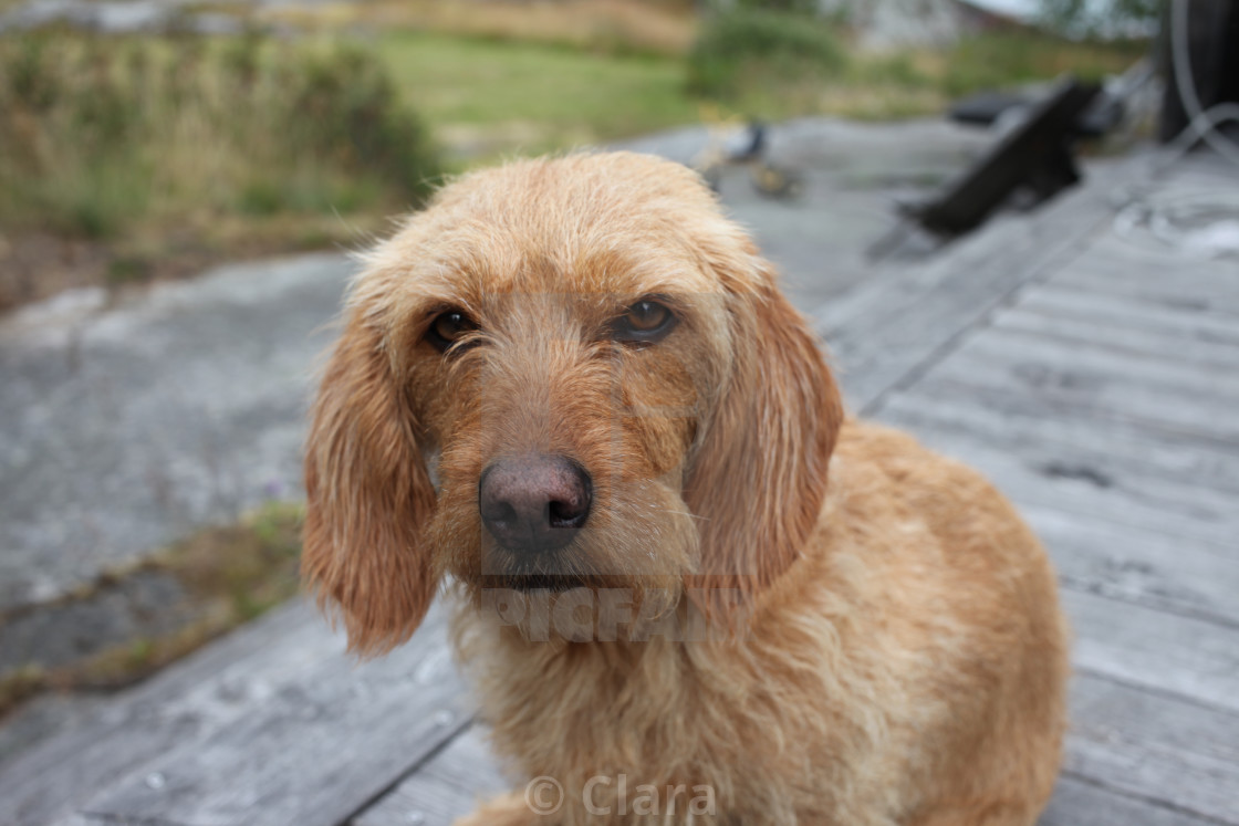Enzo basset fauve de bretagne for sale outlet